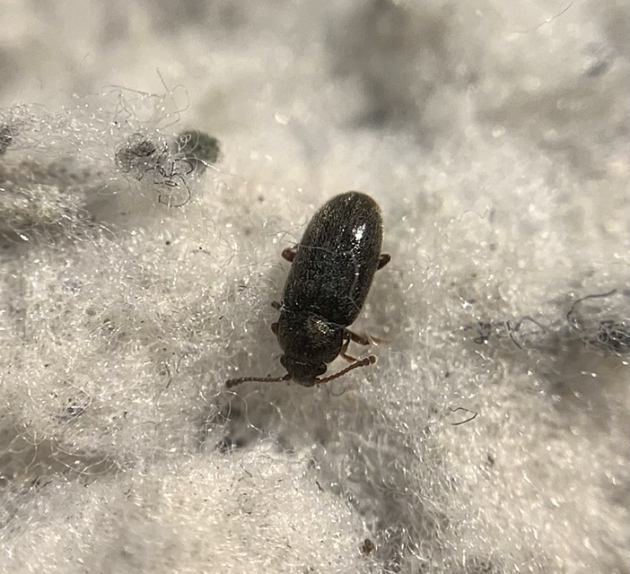 Telmatophilus brevicollis - barna gyékénybogár