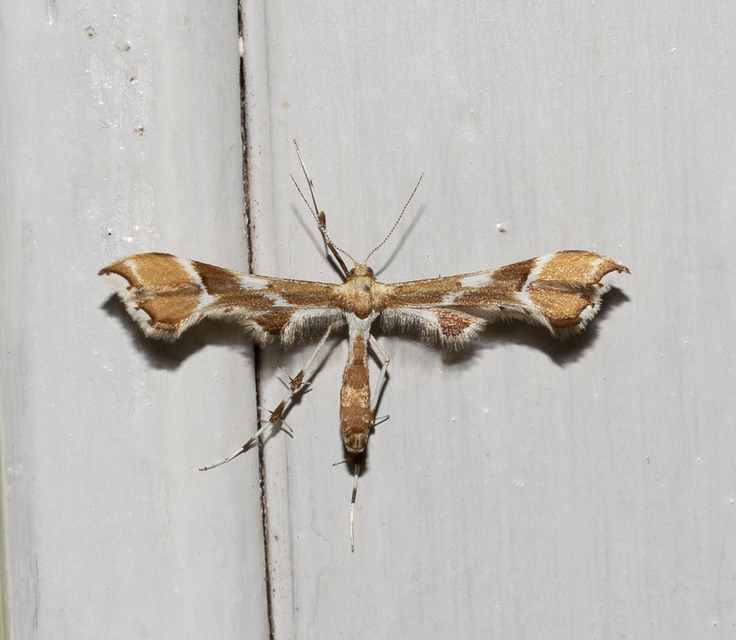 Cnaemidophorus rhododactyla - rózsabogyó-tollasmoly