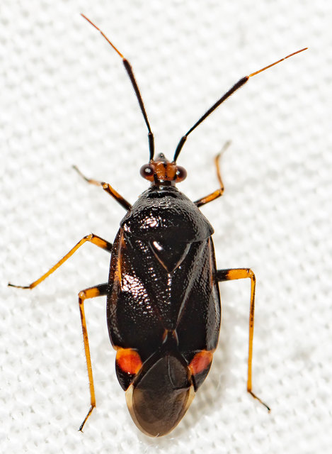 Deraeocoris ruber - vöröses mezeipoloska