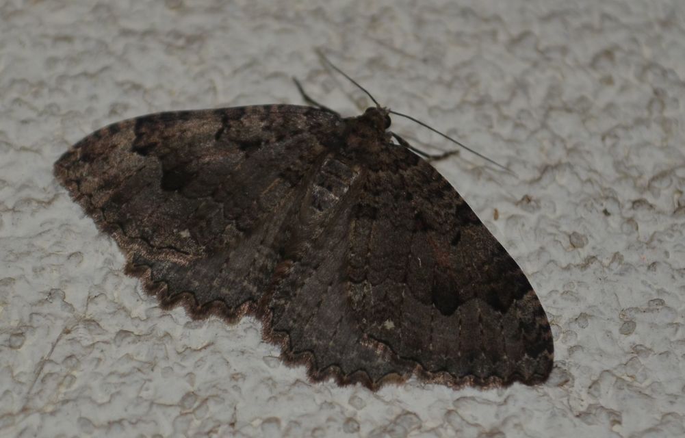 Triphosa dubitata - kutyabenge-araszoló