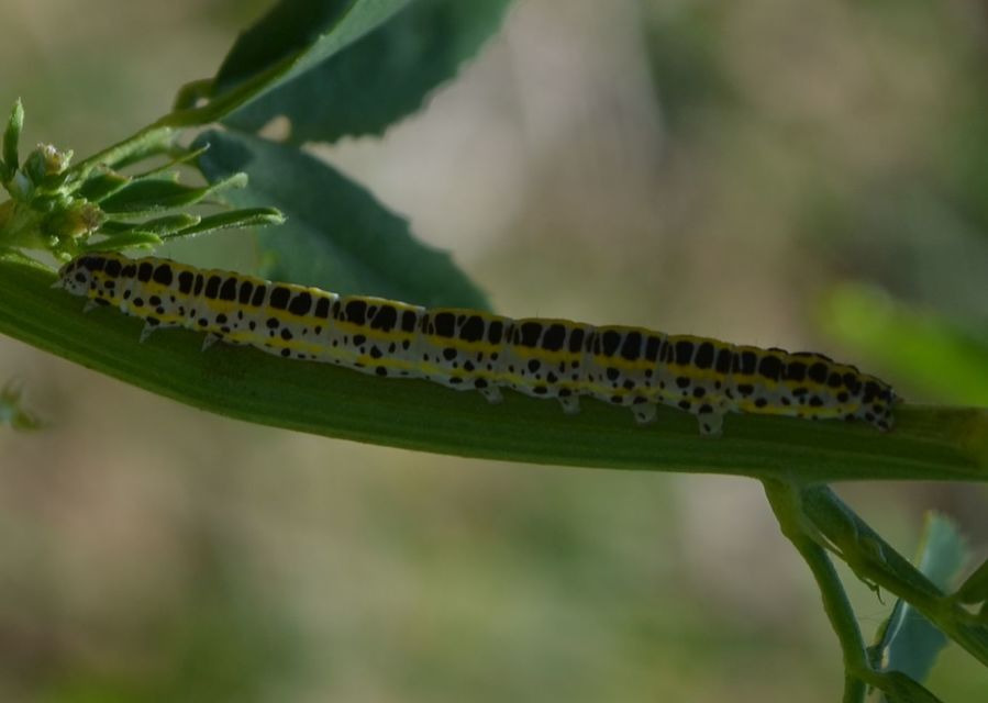Calophasia lunula - gyújtoványfű-apróbagoly