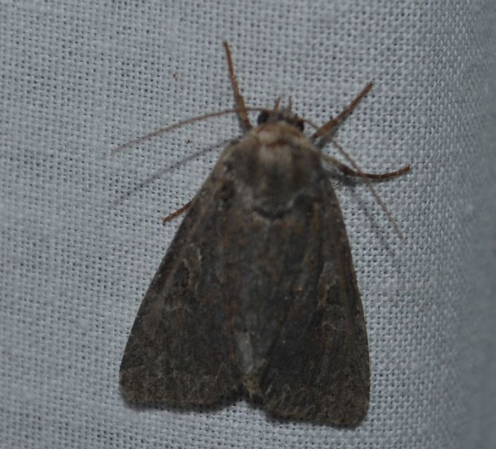 Apterogenum ypsillon - ipszilon-erdeibagoly