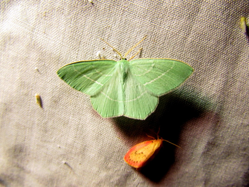 Hemistola chrysoprasaria - kékes zöldaraszoló