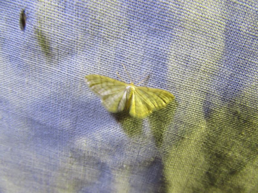 Idaea dilutaria - napvirág-apróaraszoló