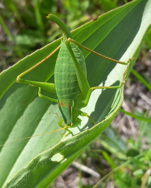 Isophya costata - magyar tarsza