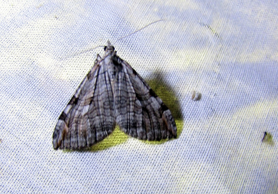 Aplocera efformata/plagiata