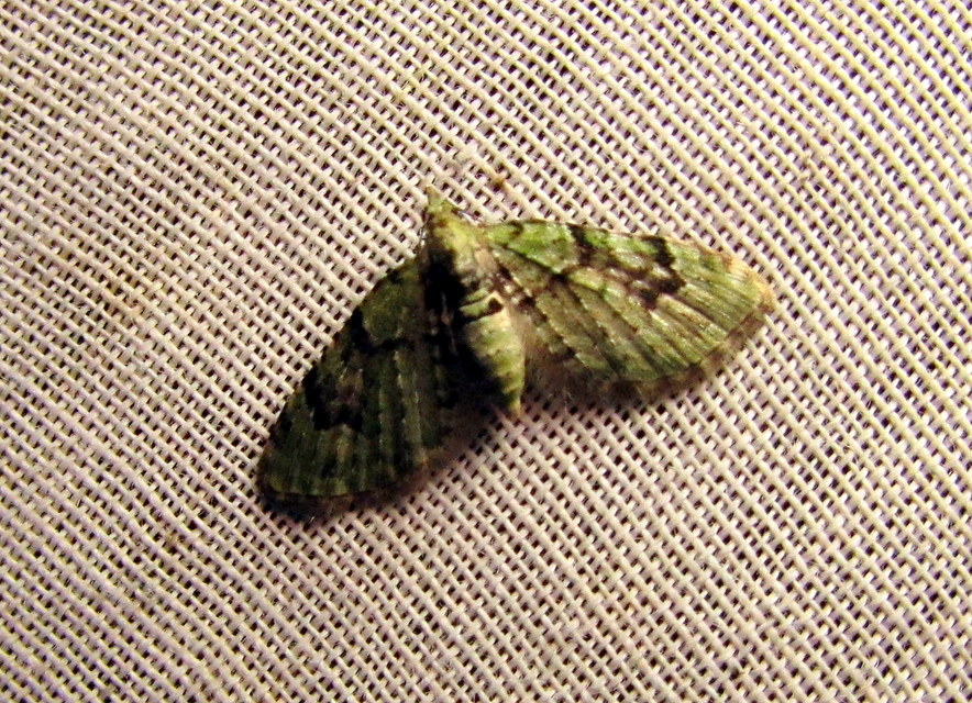 Chloroclystis v-ata - zöldes törpearaszoló