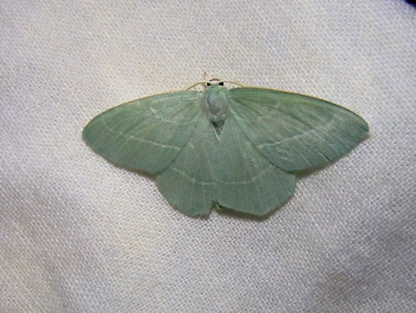 Hemistola chrysoprasaria - kékes zöldaraszoló