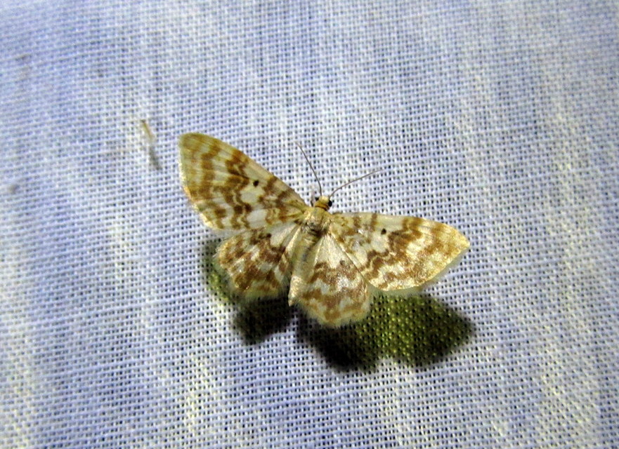 Hydrelia flammeolaria - narancssárga araszoló