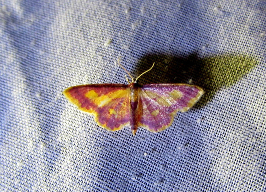 Idaea muricata - mocsári pirosaraszoló