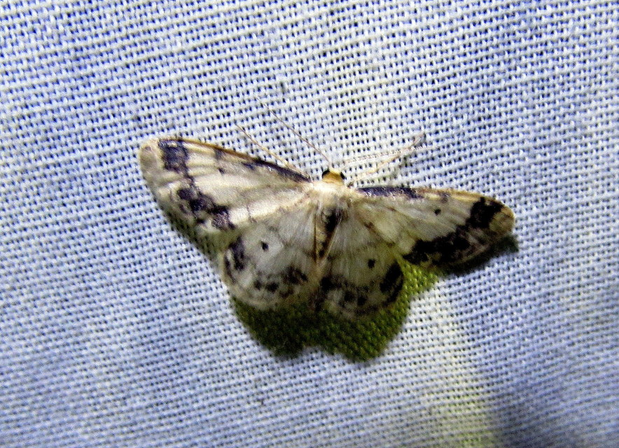 Idaea trigeminata - csúcsfoltos apróaraszoló
