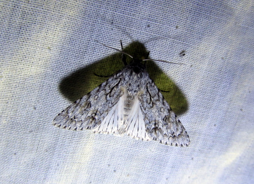 Acronicta aceris - vadgesztenye-szigonyosbagoly