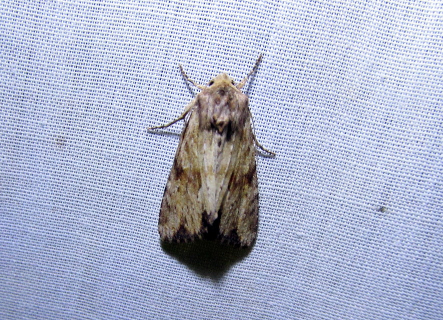 Apamea lithoxylaea - fakó dudvabagoly