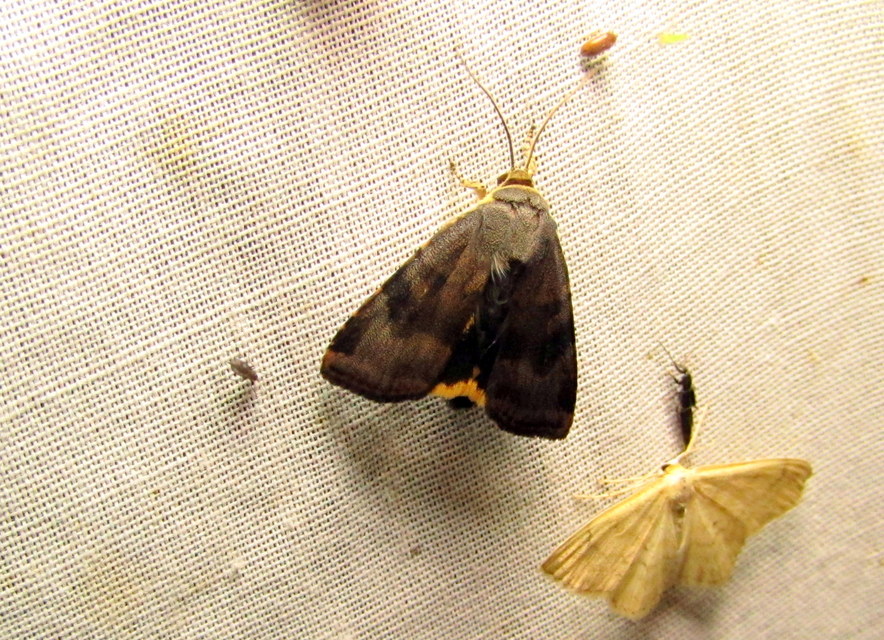 Noctua janthe/janthina