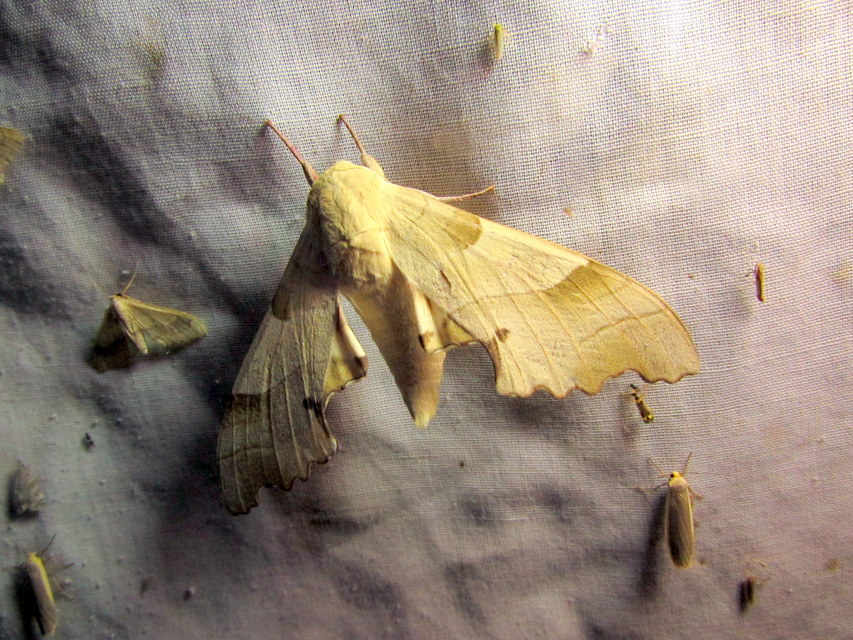 Marumba quercus - tölgyfaszender