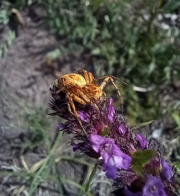 Oxyopes heterophthalmus - homoki hiúzpók