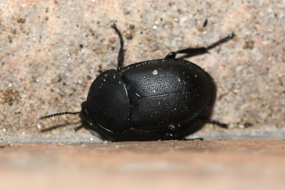 Ablattaria laevigata - sima csigarabló