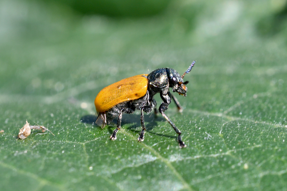 Labidostomis Labidostomis