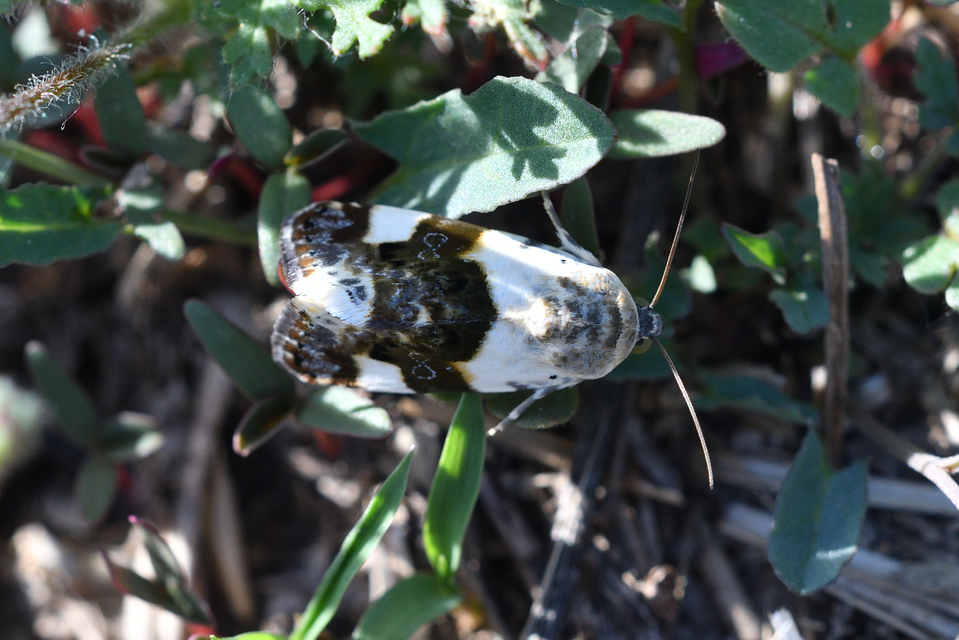 Acontia lucida - fehér nappalibagoly