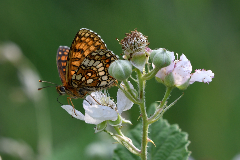 Melitaea aurelia - recés tarkalepke