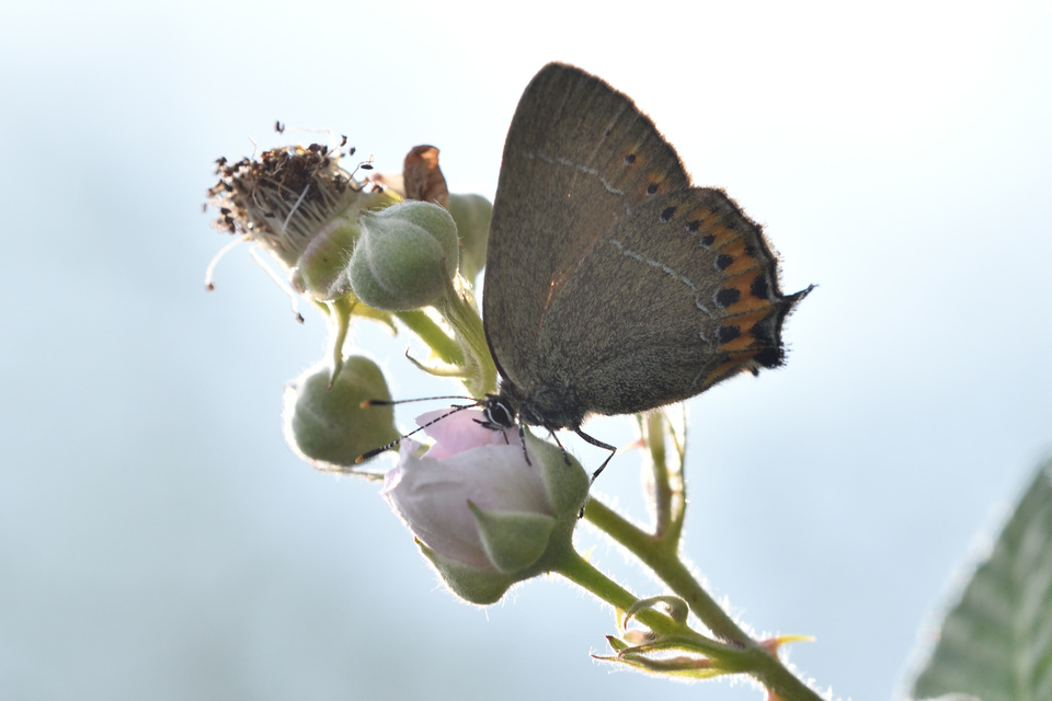Satyrium pruni - szilvafa-csücsköslepke