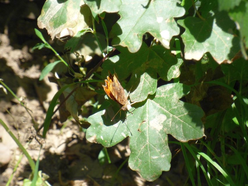Nymphalis c-album - C-betűs lepke