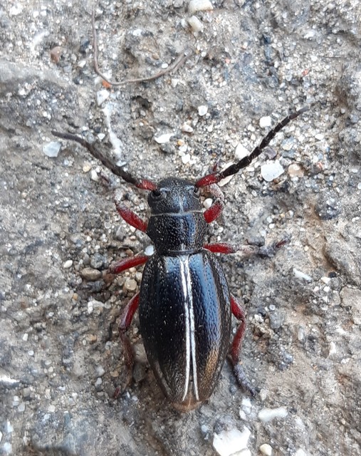 Dorcadion pedestre - kétsávos gyalogcincér