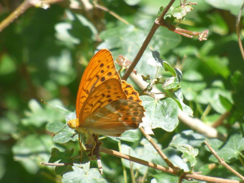 Argynnis paphia - nagy gyöngyházlepke