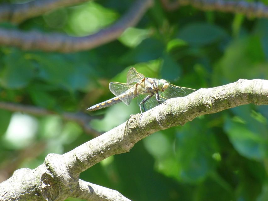 Orthetrum cancellatum - feketefarkú pásztorszitakötő