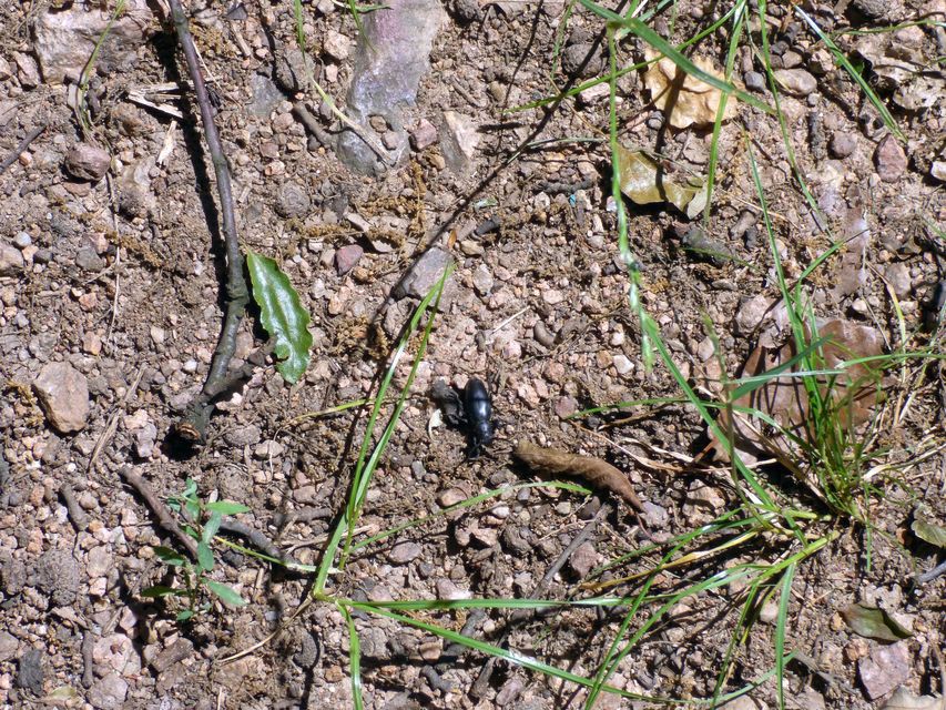 Dorcadion aethiops - fekete gyalogcincér