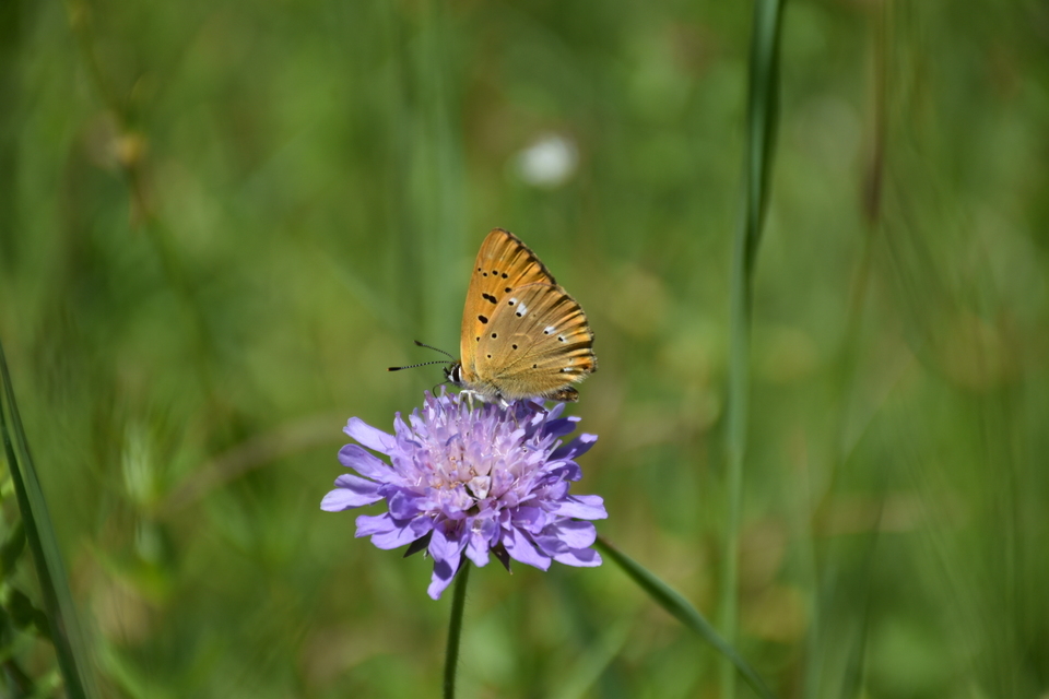 Lycaena virgaureae - arany-tűzlepke