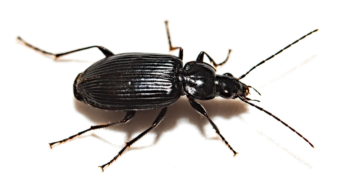 Agonum lugens - mocsári kisfutó Agonum lugens - mocsári kisfutó