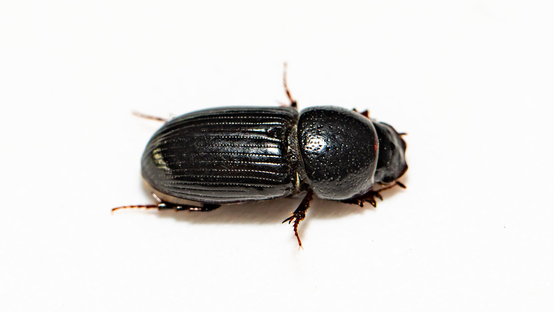 Aphodius varians - változékony trágyabogár
