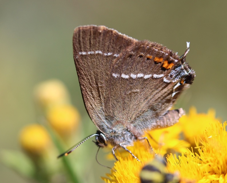 Satyrium spini - kökény-csücsköslepke