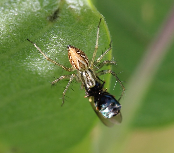 Oxyopes lineatus