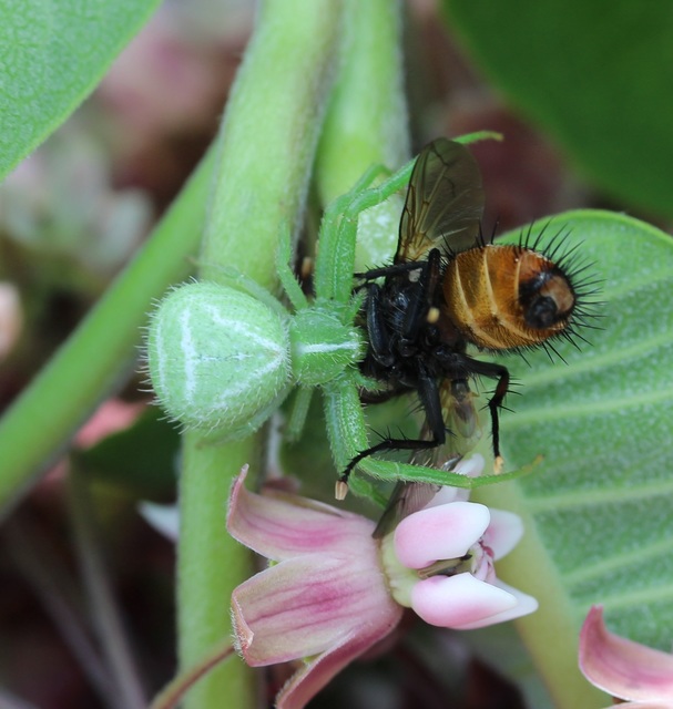 Heriaeus graminicola/hirtus