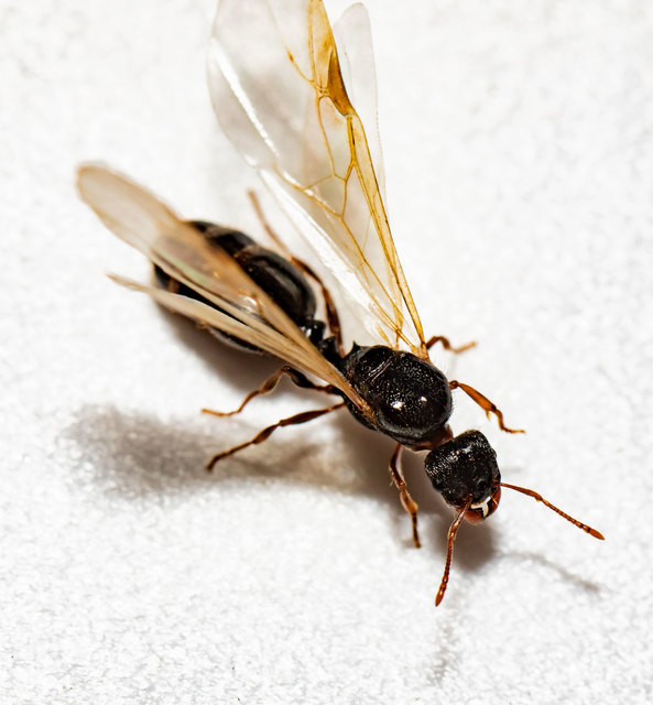Tetramorium