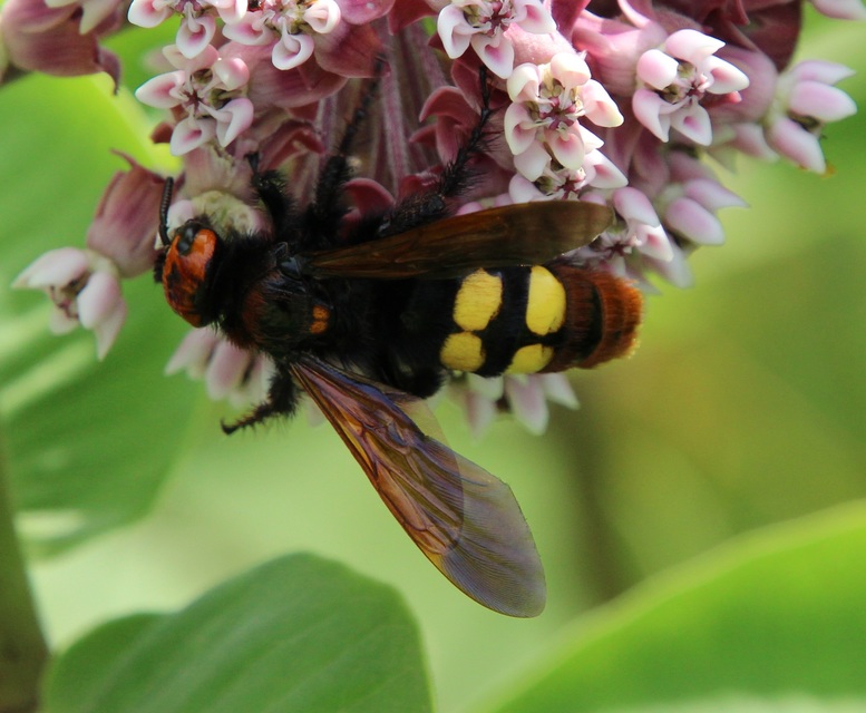 Megascolia maculata - óriás-tőrösdarázs