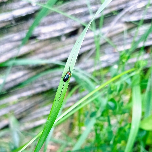 Oulema melanopus/duftschmidi