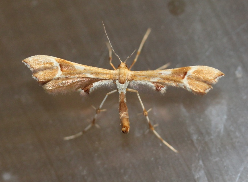 Cnaemidophorus rhododactyla - rózsabogyó-tollasmoly