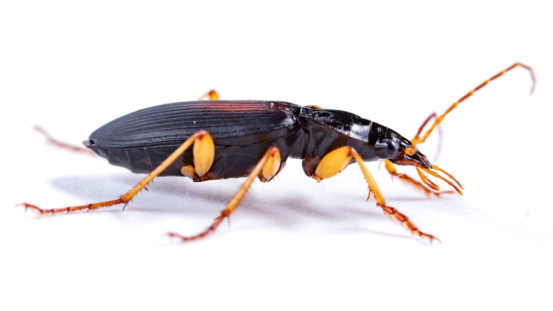 Dolichus halensis - hantfutó