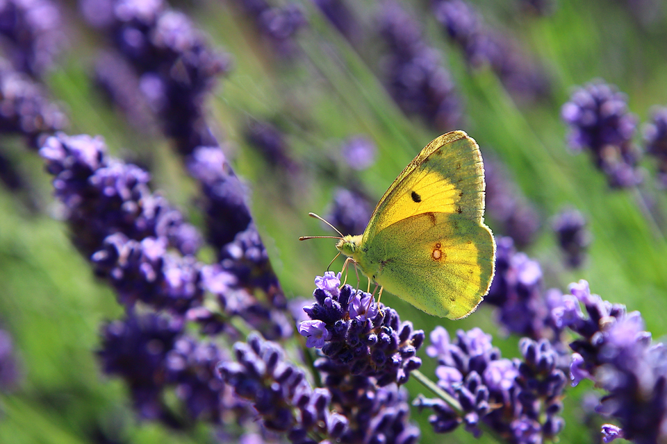 Colias erate - csángó-kéneslepke
