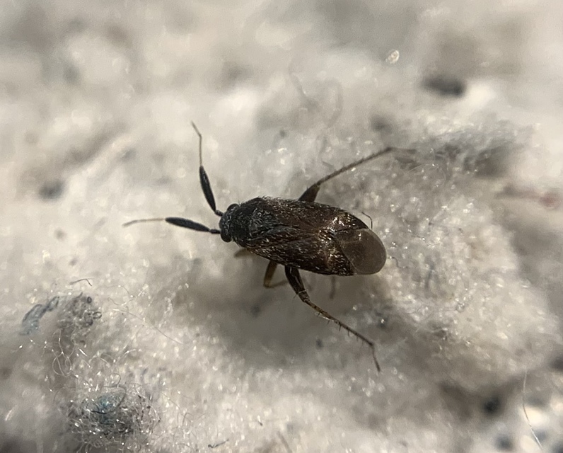 Atractotomus mali - gyümölcsfapoloska