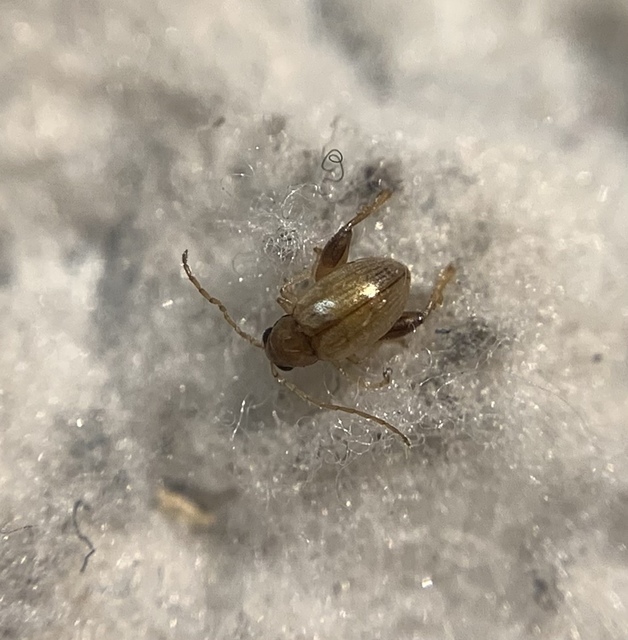 Longitarsus succineus