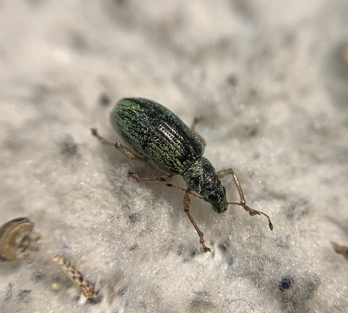 Polydrusus formosus - selymes lombormányos