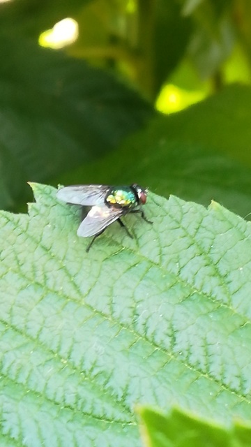 Neomyia