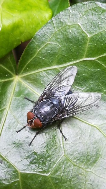 Calliphora vicina - kék dongólégy