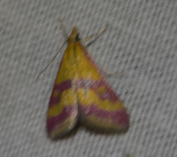Pyrausta sanguinalis/virginalis