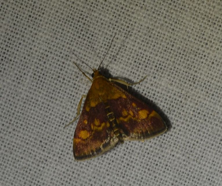 Pyrausta aurata - aranyló bíbormoly
