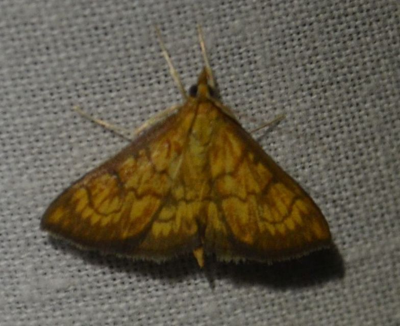 Ecpyrrhorrhoe rubiginalis - rozsdavörös tűzmoly